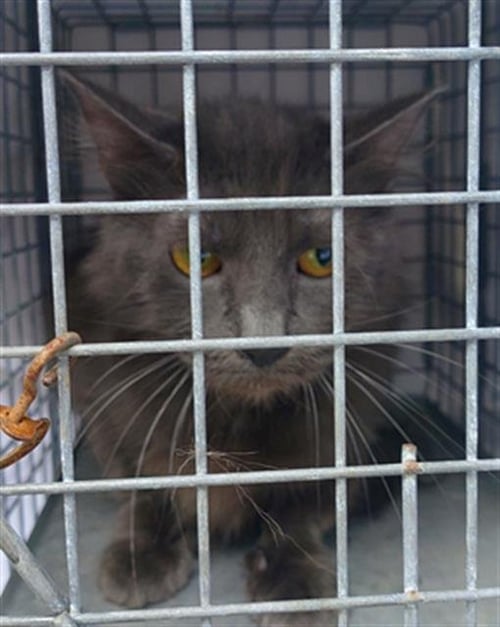 A2477024 - Domestic Long Hair available for adoption