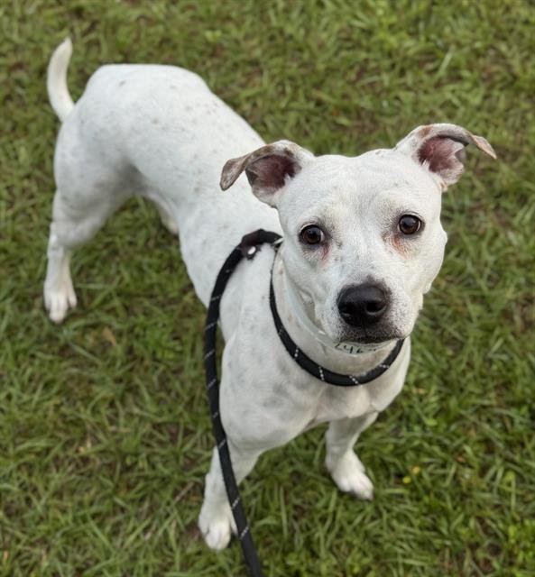 ENID - American Staffordshire Terrier available for adoption