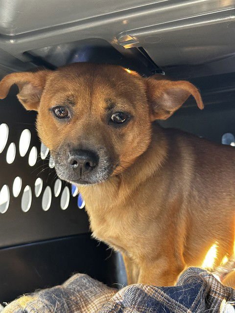 WIZ - Chihuahua available for adoption