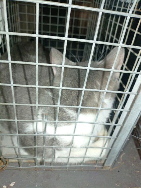 THOR - Domestic Short Hair available for adoption