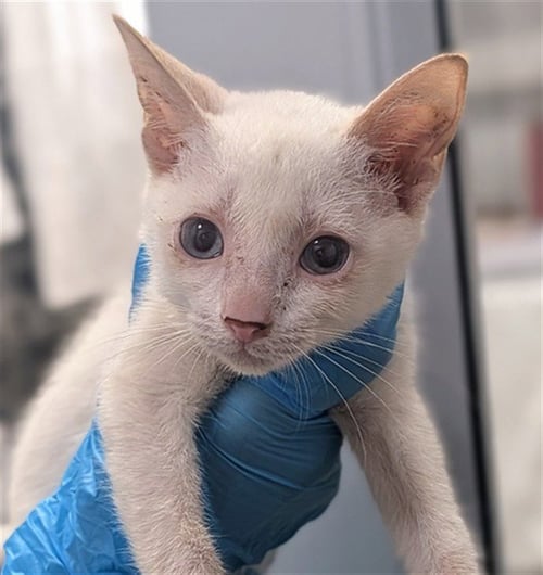 HALO - Domestic Short Hair available for adoption