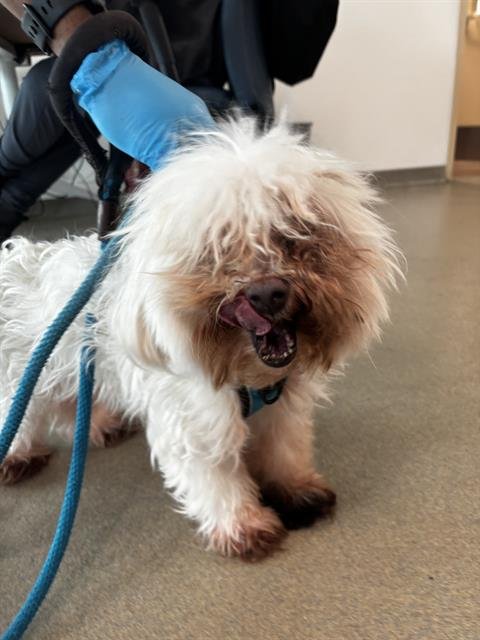 A.J. - Maltese available for adoption