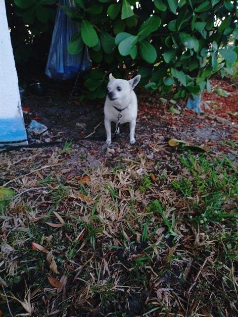 ETHEL - Chihuahua available for adoption