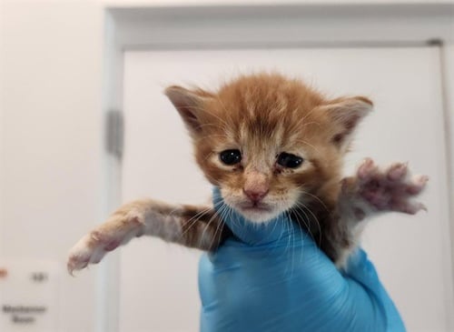 CALEB - Domestic Short Hair available for adoption