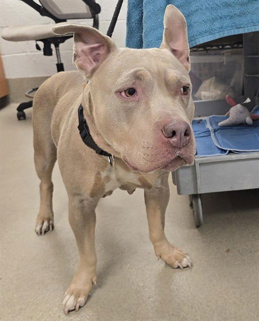 LILA - Bulldog available for adoption