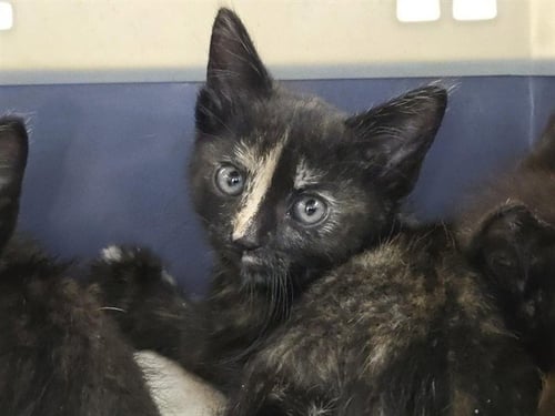 ARABELLA - Domestic Short Hair available for adoption