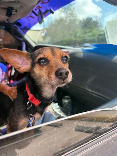 BETTY - Chihuahua / Yorkshire Terrier Yorkie available for adoption