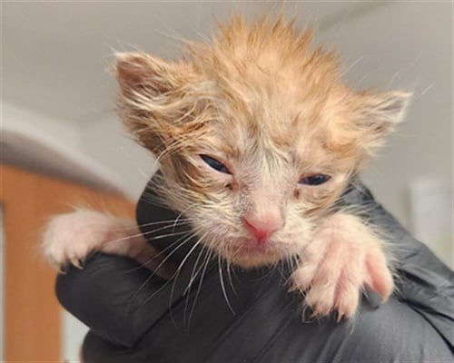 A2476268 - Domestic Short Hair for adoption in Fort Lauderdale