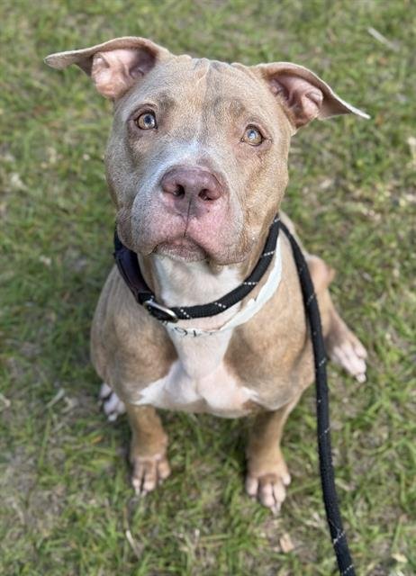 CHAMPAGNE - American Staffordshire Terrier available for adoption