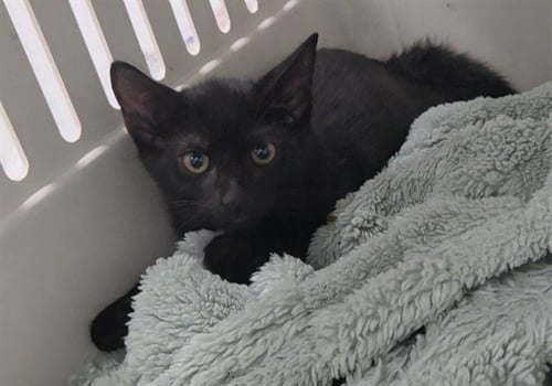 SMUDGE - Domestic Short Hair available for adoption