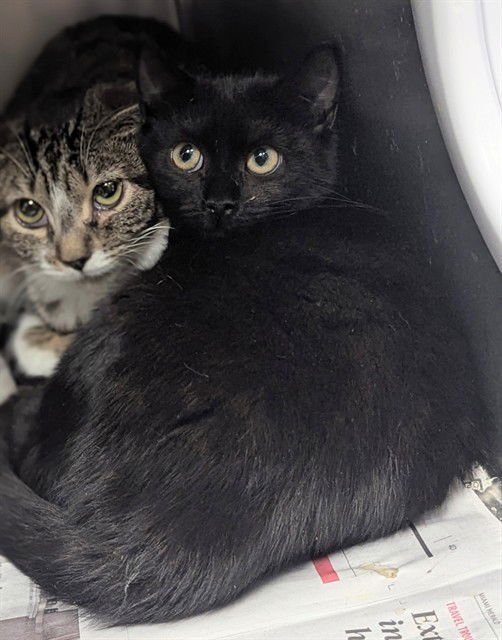 MILLIE - Domestic Short Hair available for adoption