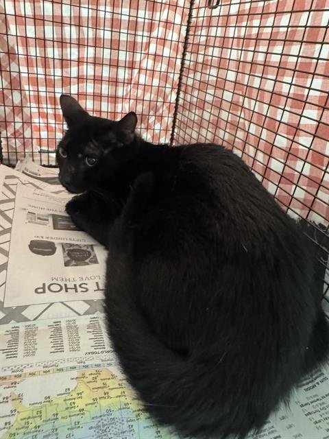 CLOVE - Domestic Short Hair available for adoption