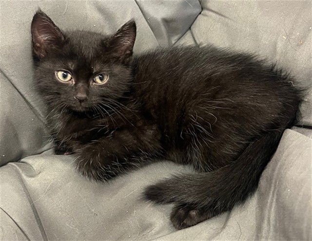 MAJORIE - Domestic Short Hair available for adoption