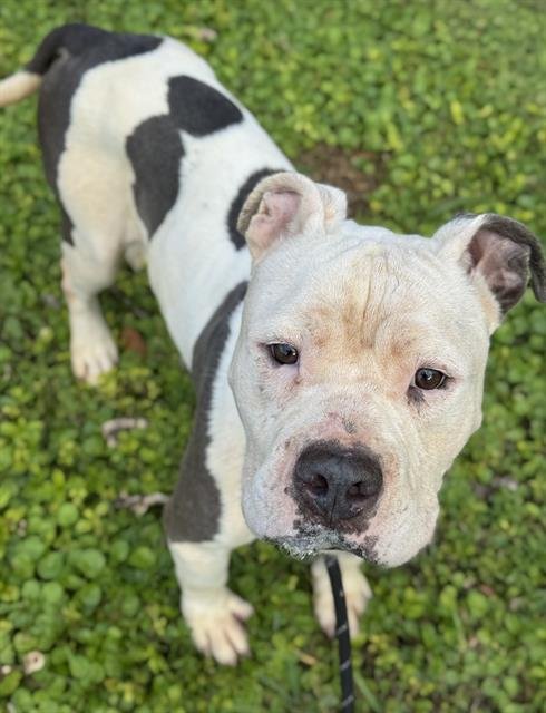 ZEUS - American Staffordshire Terrier available for adoption