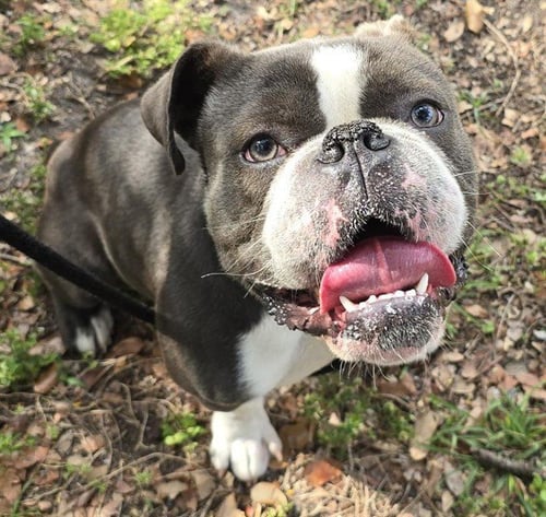 MOOSH - Bulldog available for adoption