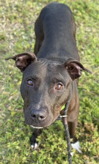 DEMBE - American Staffordshire Terrier available for adoption