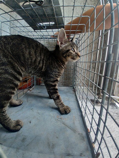 A2478805 - Domestic Short Hair available for adoption