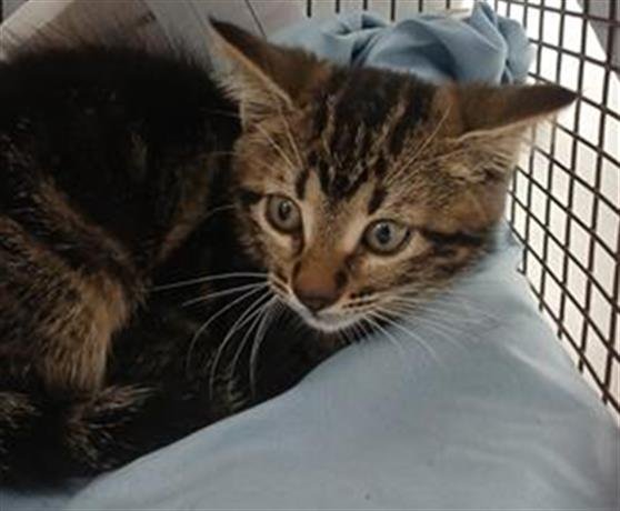 A2461935 - Domestic Short Hair available for adoption