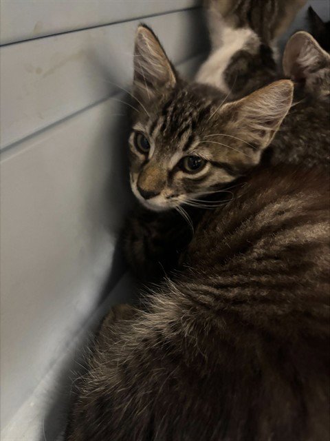 A2479060 - Domestic Short Hair available for adoption