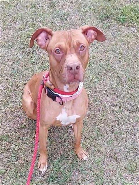 RUBY - American Staffordshire Terrier available for adoption