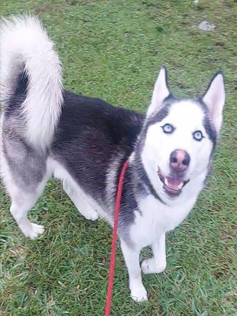CADBURY - Siberian Husky available for adoption