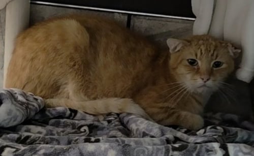 BON JOVI - Domestic Short Hair available for adoption