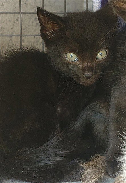 QUILL - Domestic Short Hair available for adoption