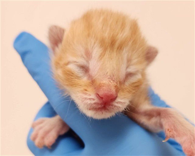 A2472692 - Domestic Short Hair available for adoption