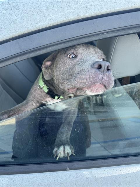 JAX - American Staffordshire Terrier available for adoption