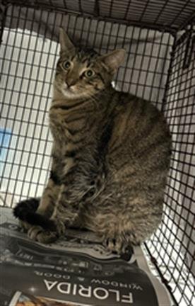 PECAN - Domestic Short Hair available for adoption