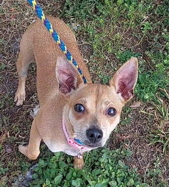 NOWO - Chihuahua available for adoption