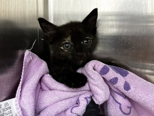 KITTY - Domestic Short Hair available for adoption