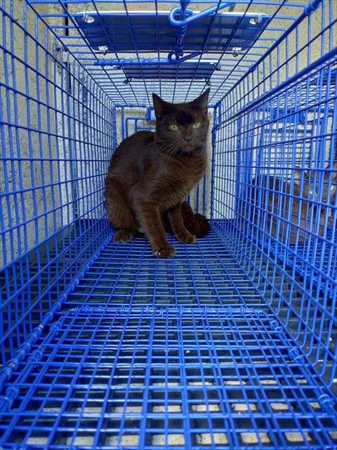 A2481358 - Domestic Short Hair available for adoption