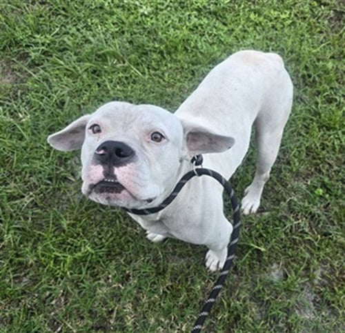 *ARLO - American Staffordshire Terrier available for adoption