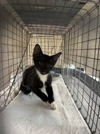 BABY SWISS - Photo 1