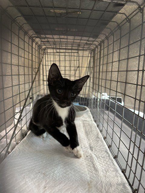 BABY SWISS - Domestic Short Hair available for adoption
