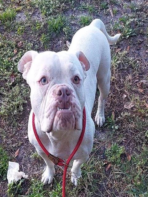 KAINE - American Bulldog available for adoption