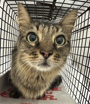 A2478719 - Domestic Long Hair available for adoption