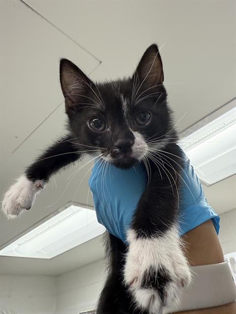 TRISTAN - Domestic Short Hair available for adoption