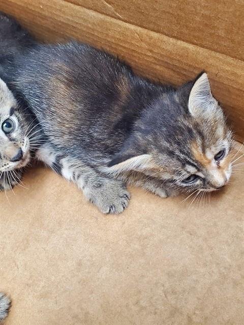 A2478136 - Domestic Short Hair available for adoption