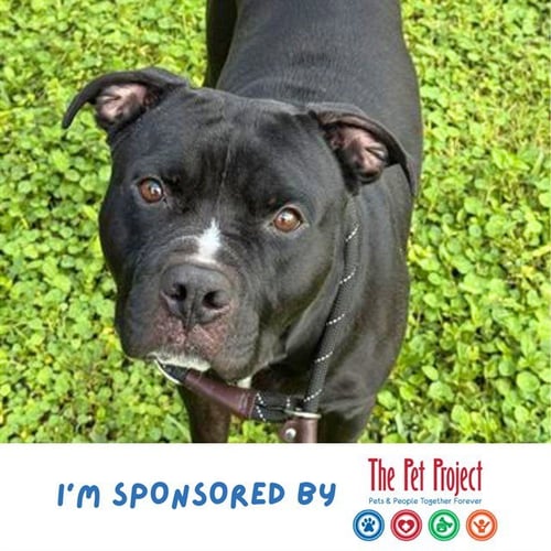 DRACO - American Staffordshire Terrier available for adoption