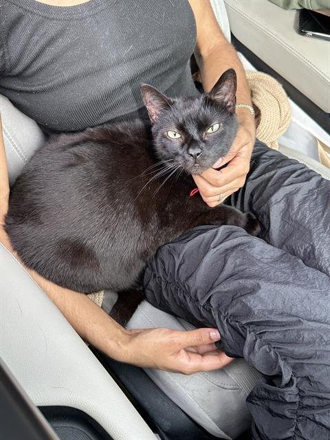 PANTHER - Domestic Short Hair available for adoption