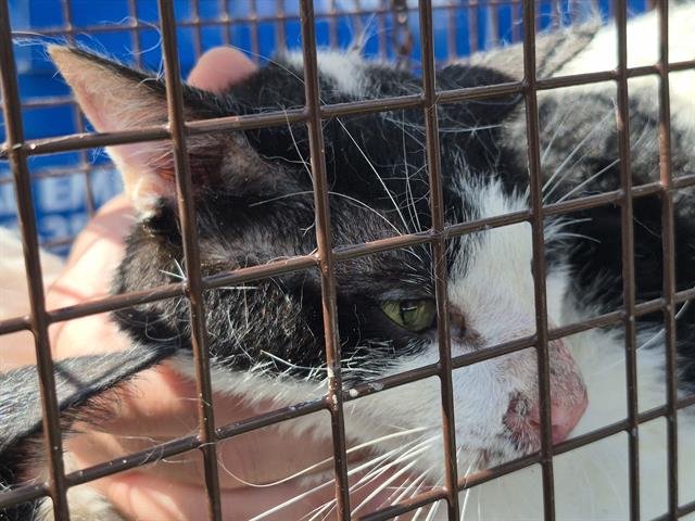 LUCKY - Domestic Short Hair available for adoption