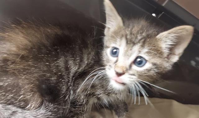 A2432629 - Domestic Short Hair available for adoption