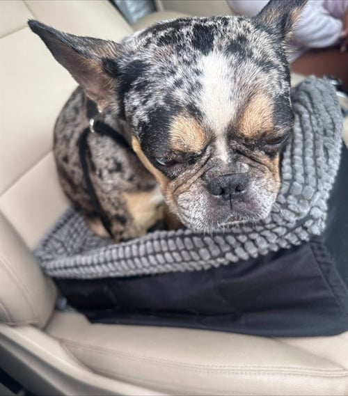 SUSHI - French Bulldog available for adoption