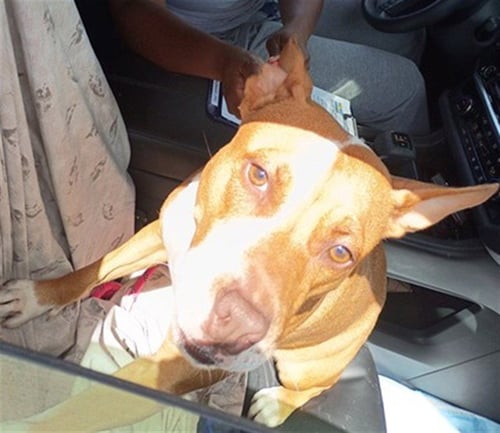BELA - American Staffordshire Terrier available for adoption