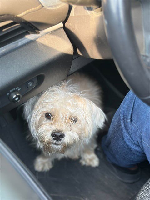 EGGSY - Maltese available for adoption