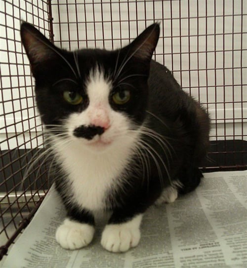 OREO - Domestic Short Hair available for adoption