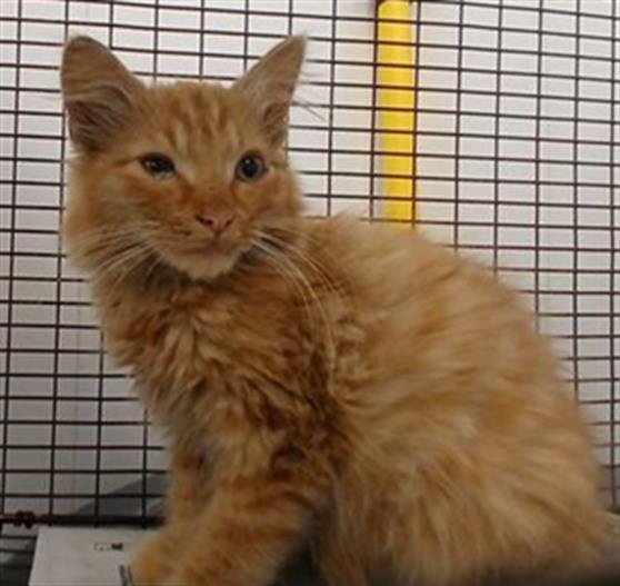 APOLLO - Domestic Long Hair available for adoption