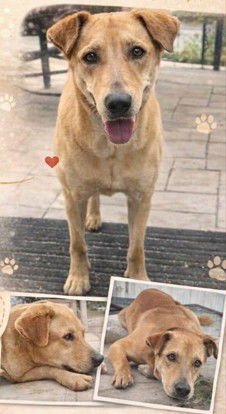 SUMMER - Labrador Retriever available for adoption